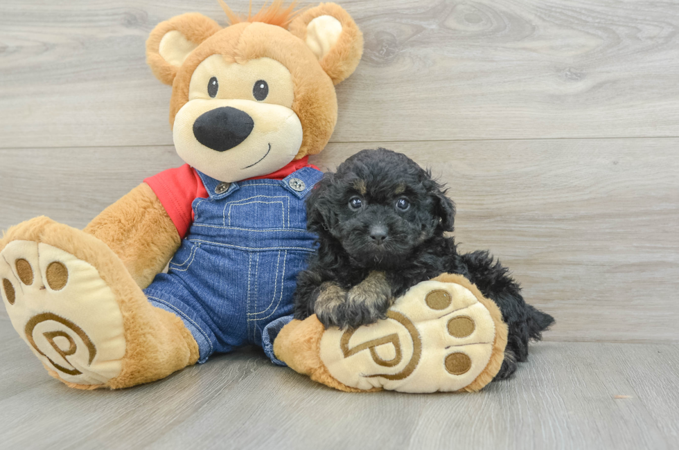 6 week old Poodle Puppy For Sale - Windy City Pups