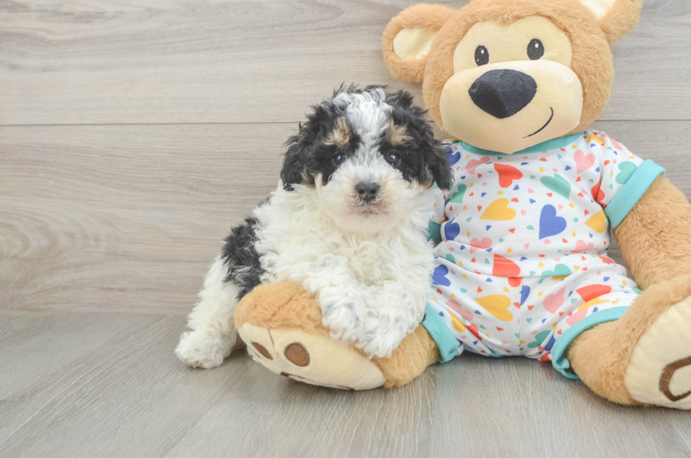 5 week old Poodle Puppy For Sale - Windy City Pups