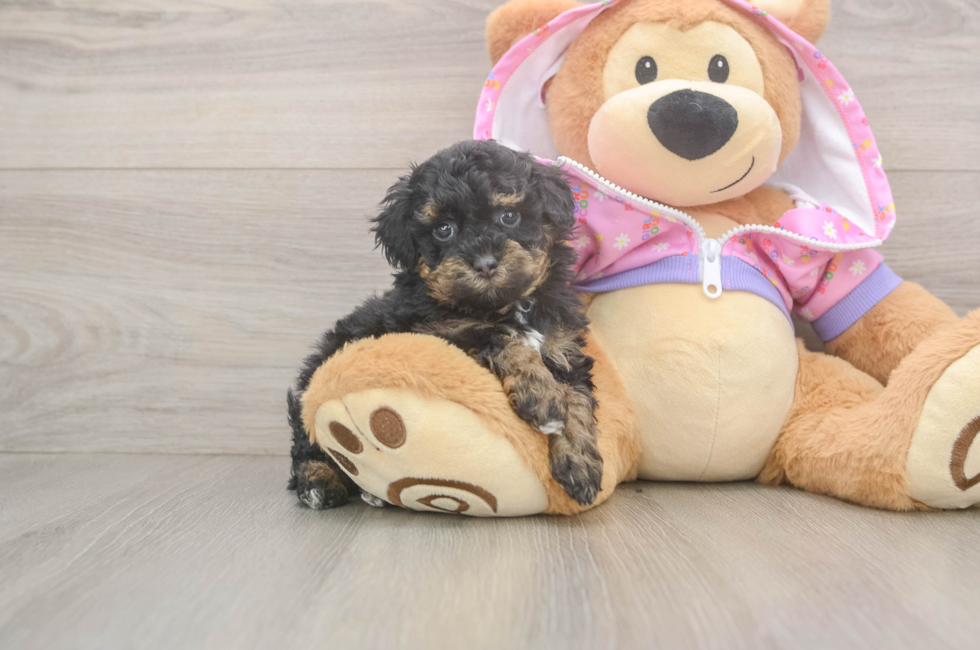 6 week old Poodle Puppy For Sale - Windy City Pups