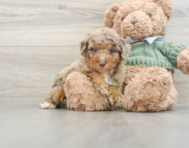 7 week old Poodle Puppy For Sale - Windy City Pups