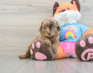 8 week old Poodle Puppy For Sale - Windy City Pups