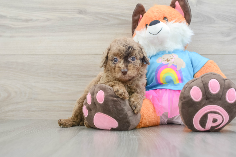 5 week old Poodle Puppy For Sale - Windy City Pups