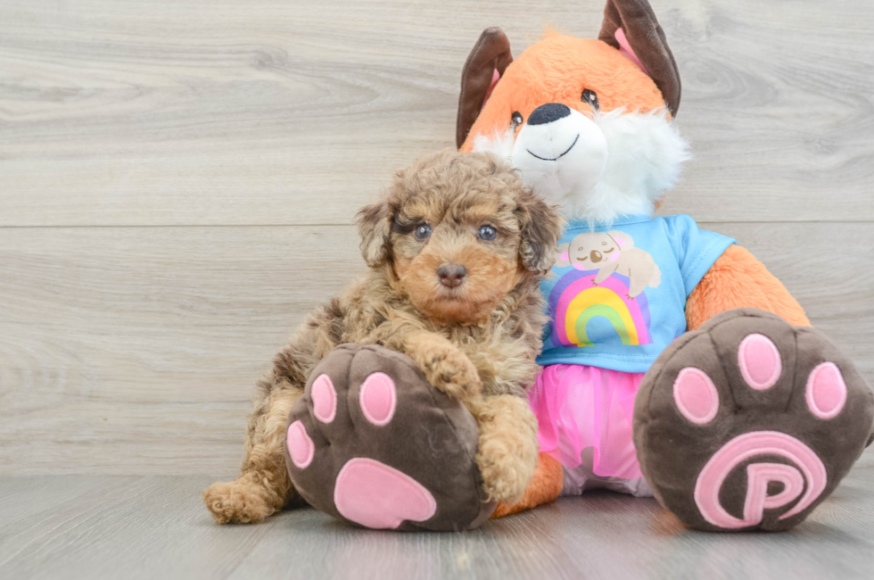5 week old Poodle Puppy For Sale - Windy City Pups
