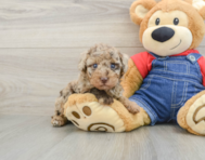 6 week old Poodle Puppy For Sale - Windy City Pups