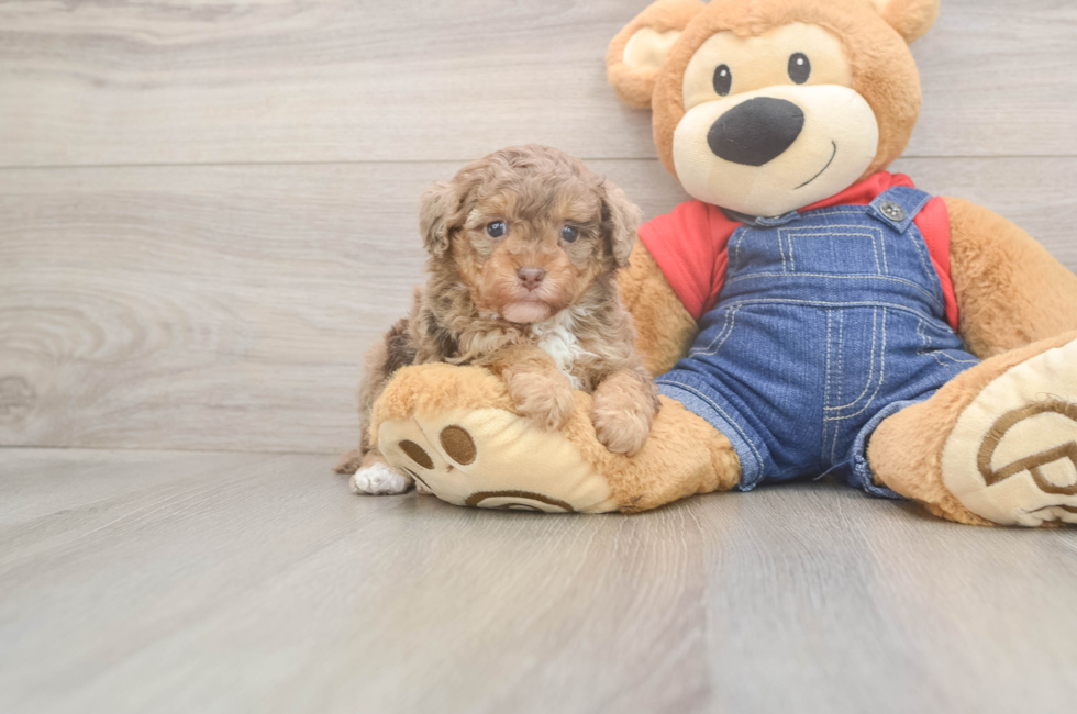 5 week old Poodle Puppy For Sale - Windy City Pups