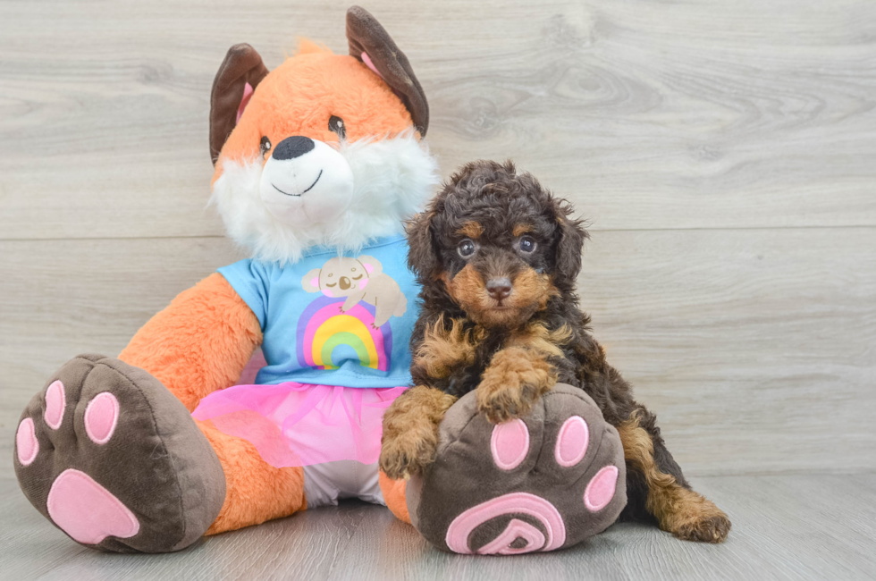 5 week old Poodle Puppy For Sale - Windy City Pups