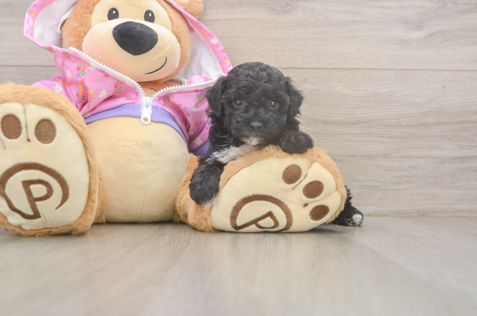 6 week old Poodle Puppy For Sale - Windy City Pups