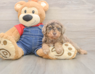 8 week old Poodle Puppy For Sale - Windy City Pups