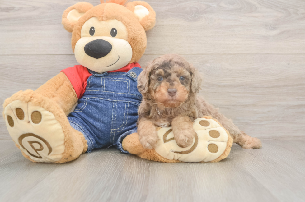 5 week old Poodle Puppy For Sale - Windy City Pups