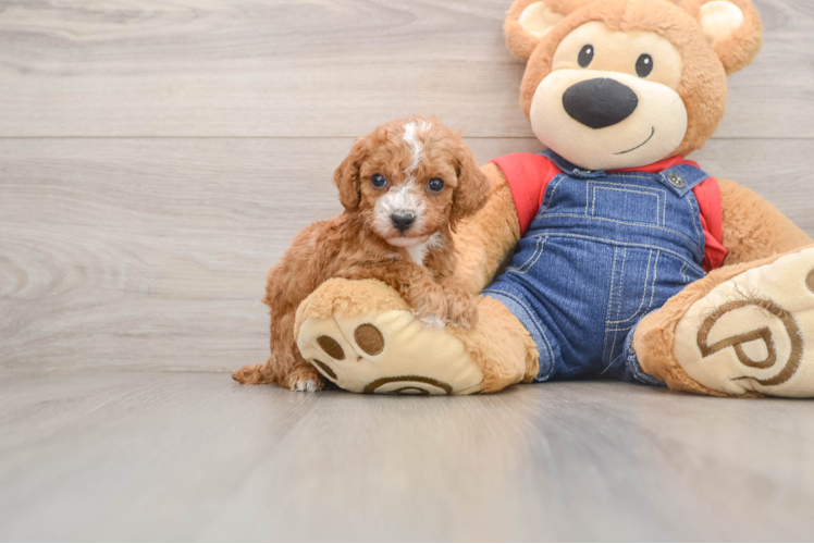 Poodle Pup Being Cute