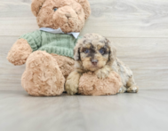 9 week old Poodle Puppy For Sale - Windy City Pups