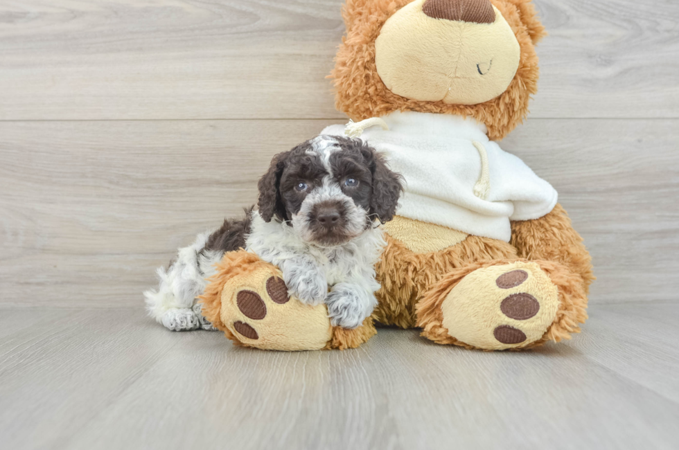 7 week old Poodle Puppy For Sale - Windy City Pups