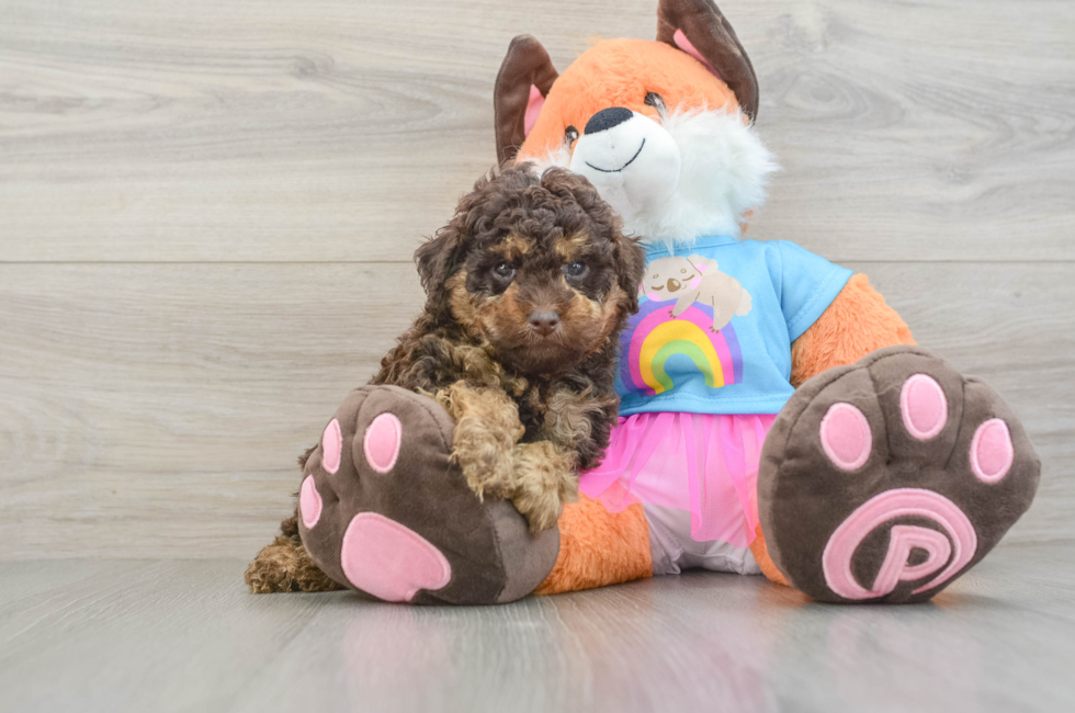 5 week old Poodle Puppy For Sale - Windy City Pups