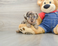 6 week old Poodle Puppy For Sale - Windy City Pups