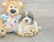 8 week old Poodle Puppy For Sale - Windy City Pups