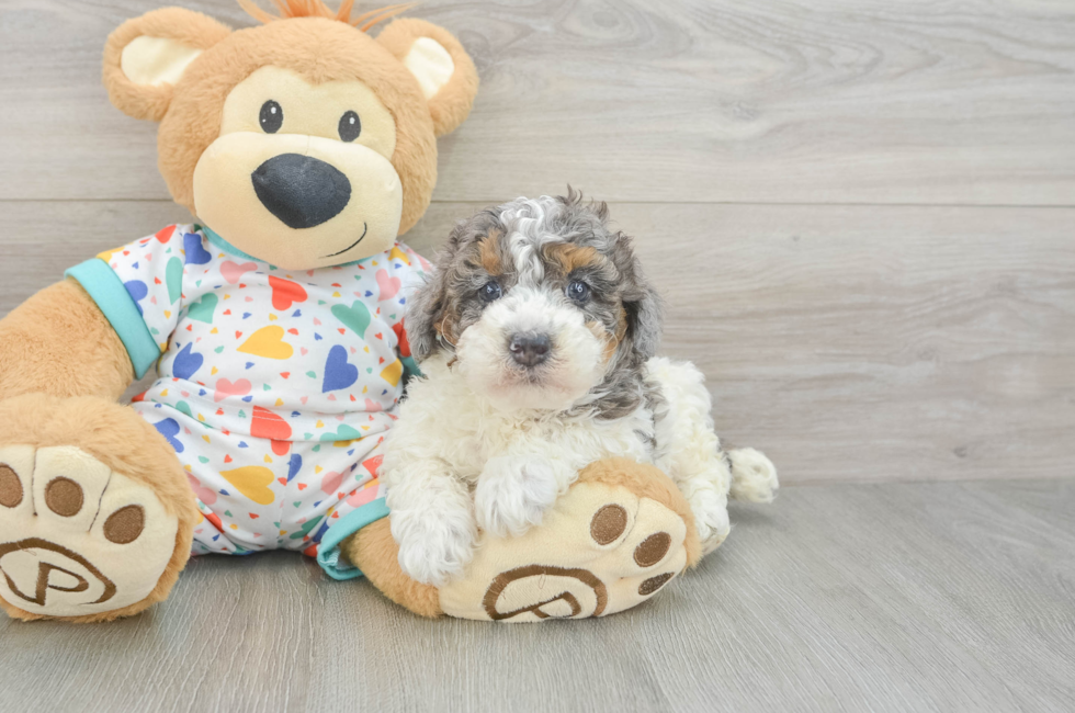 5 week old Poodle Puppy For Sale - Windy City Pups