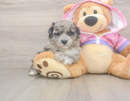 8 week old Poodle Puppy For Sale - Windy City Pups