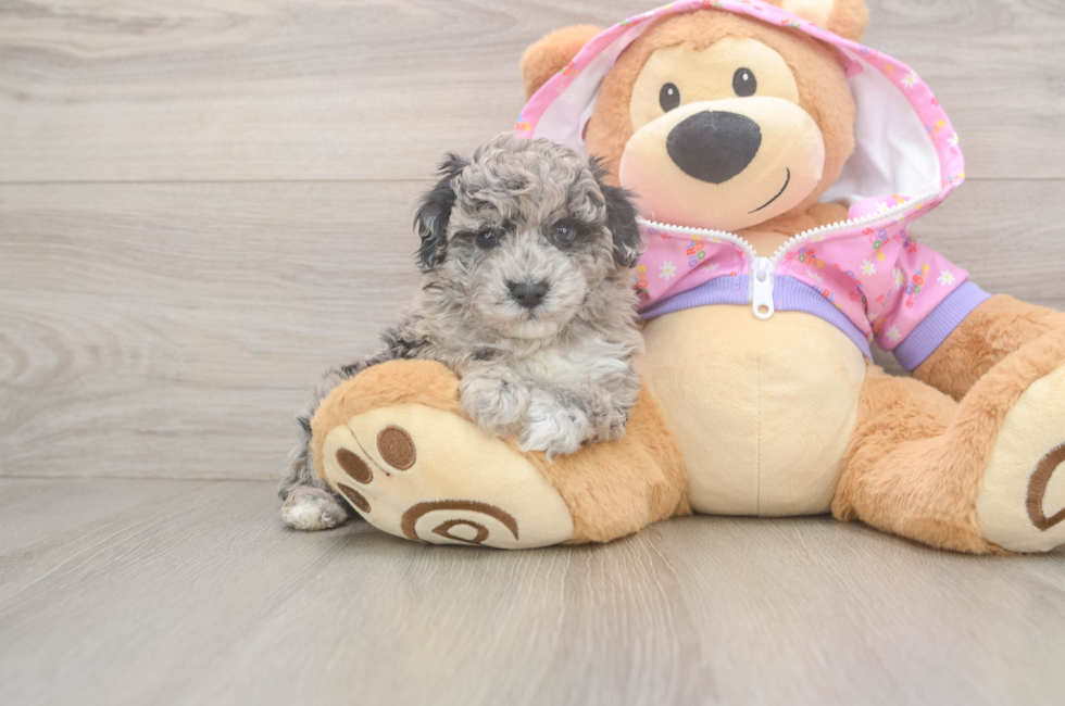 6 week old Poodle Puppy For Sale - Windy City Pups