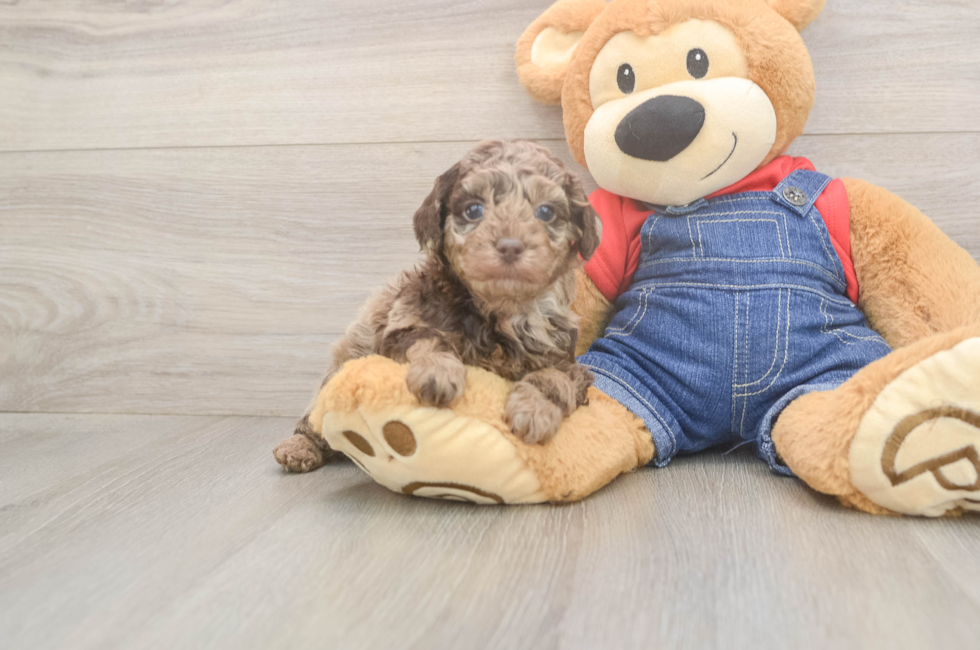 5 week old Poodle Puppy For Sale - Windy City Pups