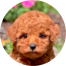 Poodle Puppies For Sale - Windy City Pups