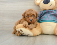 5 week old Poodle Puppy For Sale - Windy City Pups