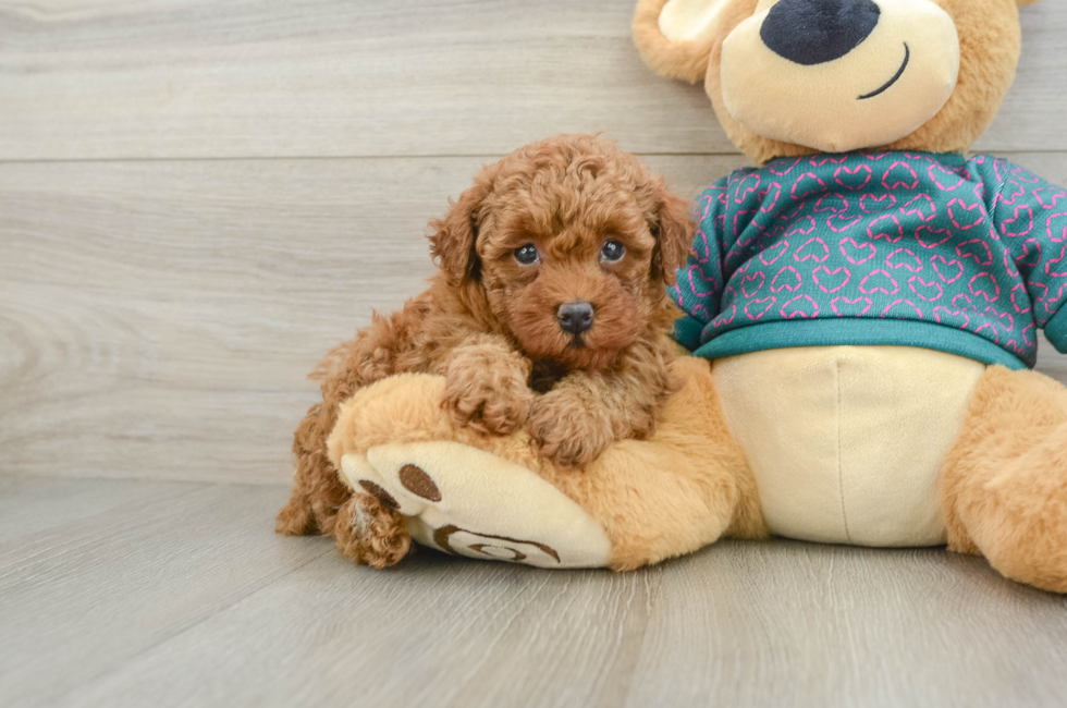7 week old Poodle Puppy For Sale - Windy City Pups