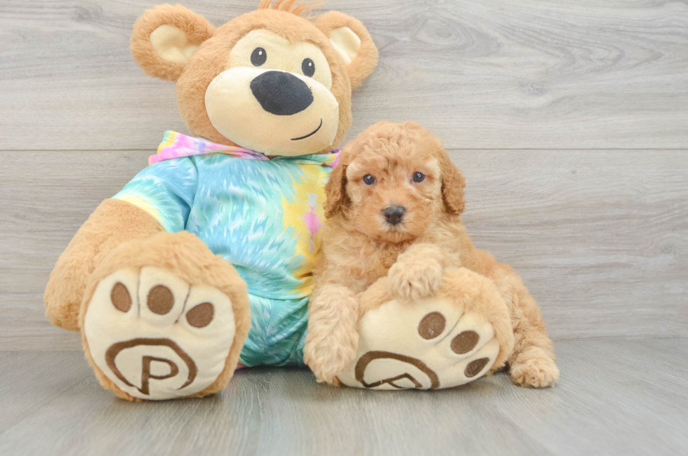5 week old Poodle Puppy For Sale - Windy City Pups
