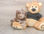 7 week old Poodle Puppy For Sale - Windy City Pups