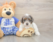 8 week old Poodle Puppy For Sale - Windy City Pups