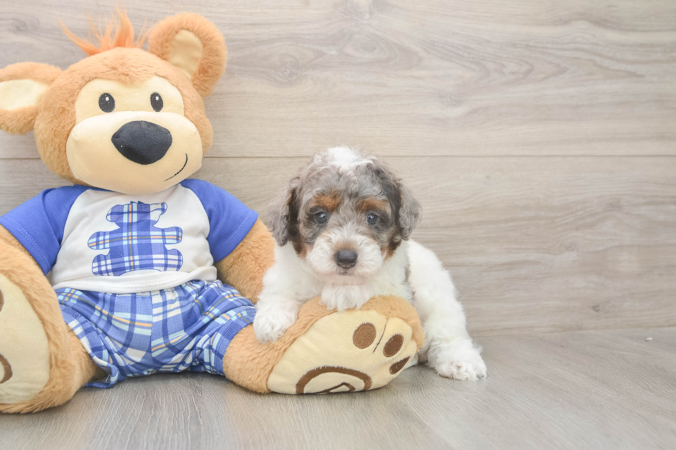 Playful Poodle Purebred Pup