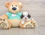 5 week old Poodle Puppy For Sale - Windy City Pups