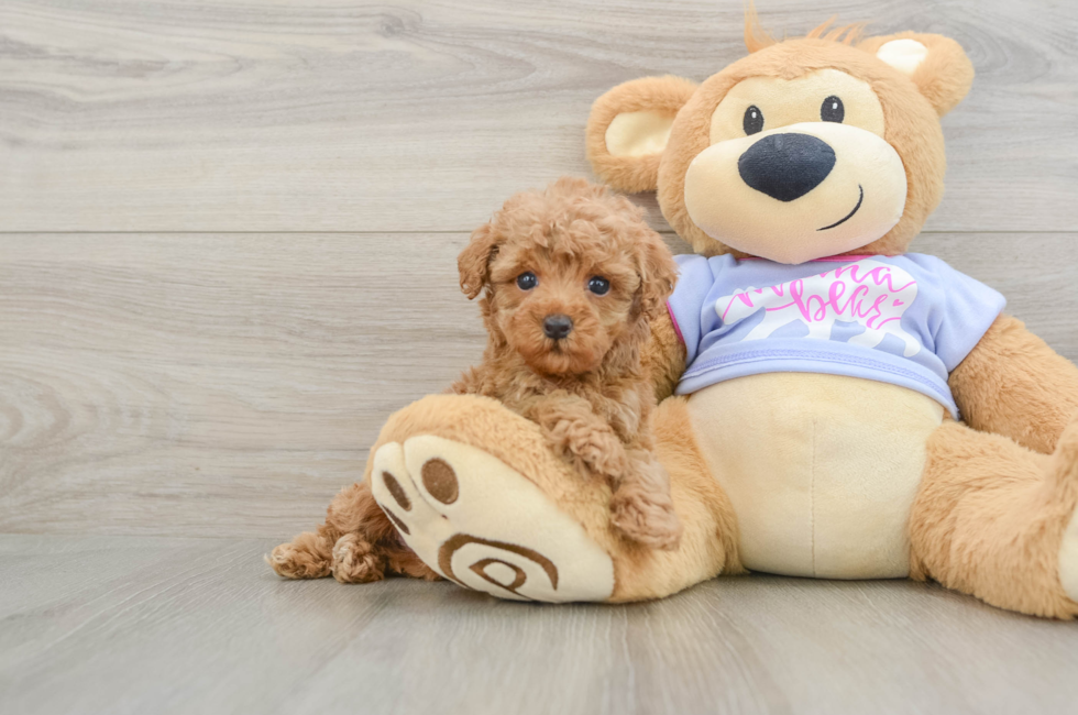 7 week old Poodle Puppy For Sale - Windy City Pups
