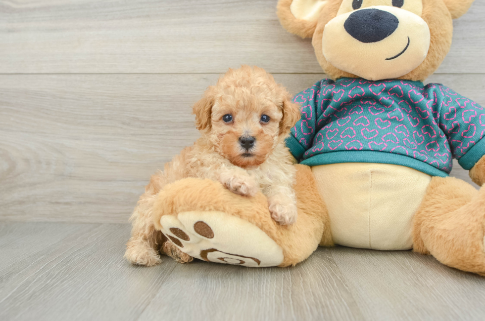 7 week old Poodle Puppy For Sale - Windy City Pups
