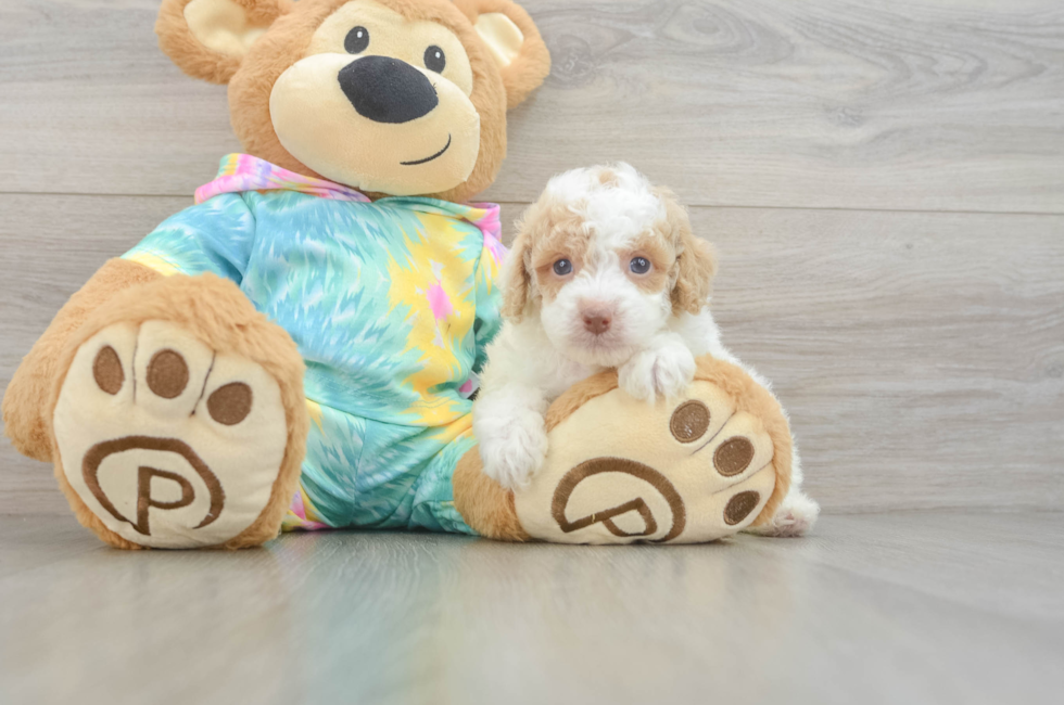 5 week old Poodle Puppy For Sale - Windy City Pups
