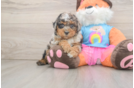 Friendly Poodle Purebred Pup