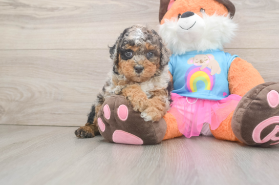 Friendly Poodle Purebred Pup