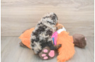 Best Poodle Baby