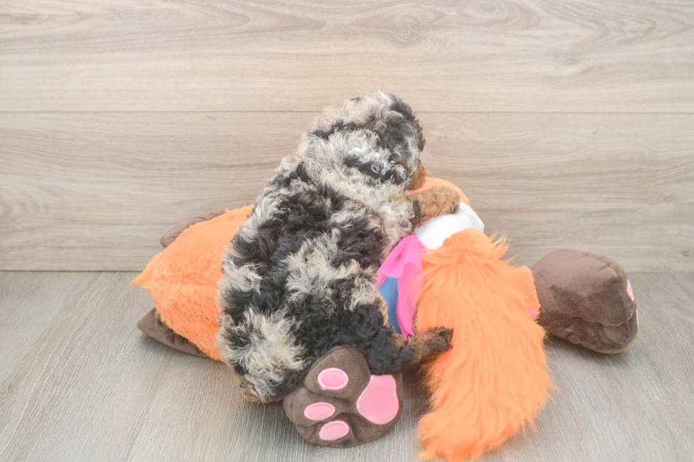 Best Poodle Baby