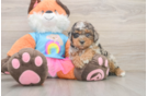 Best Poodle Baby