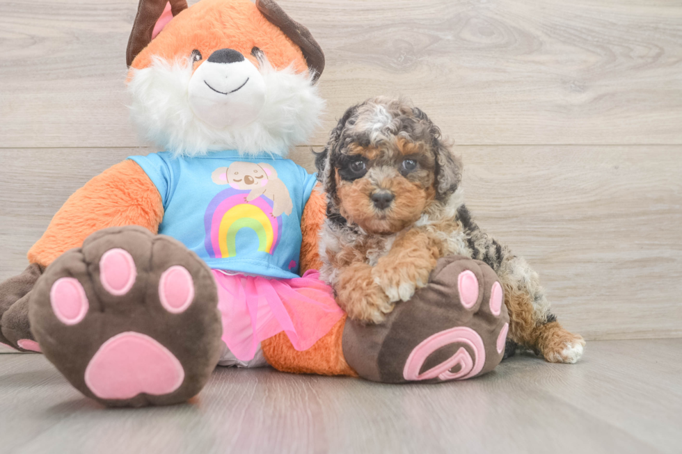 Best Poodle Baby