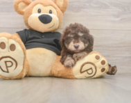 7 week old Poodle Puppy For Sale - Windy City Pups