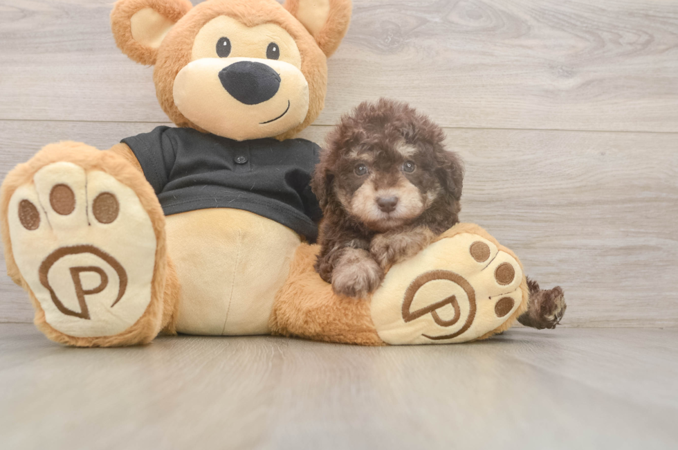 7 week old Poodle Puppy For Sale - Windy City Pups
