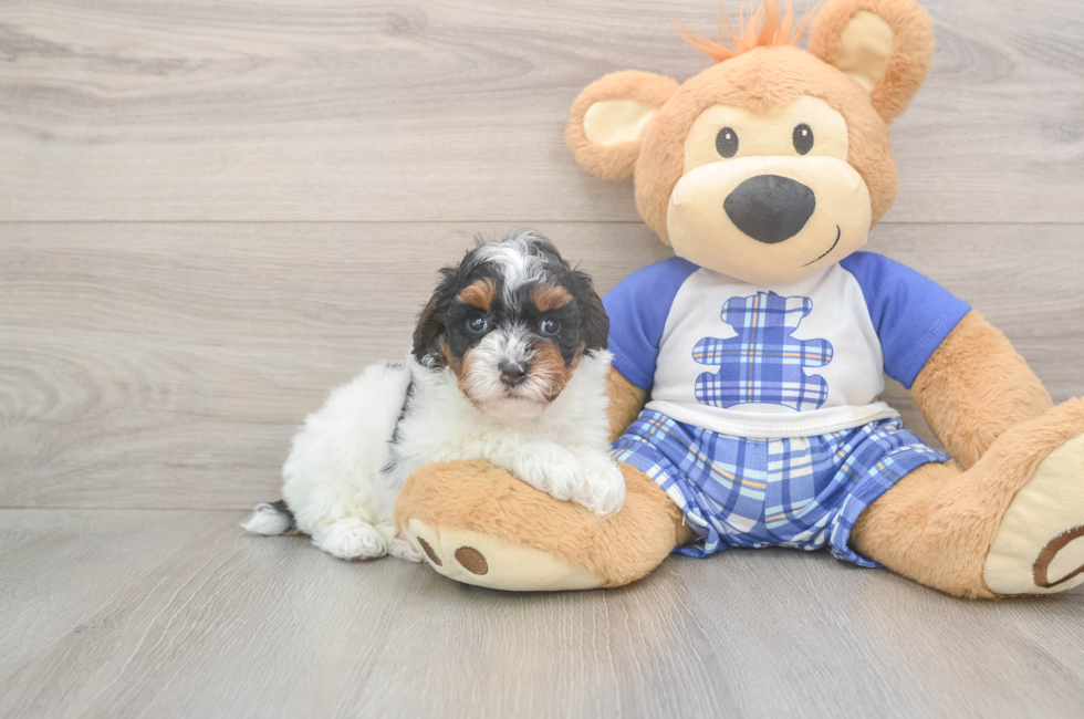 5 week old Poodle Puppy For Sale - Windy City Pups