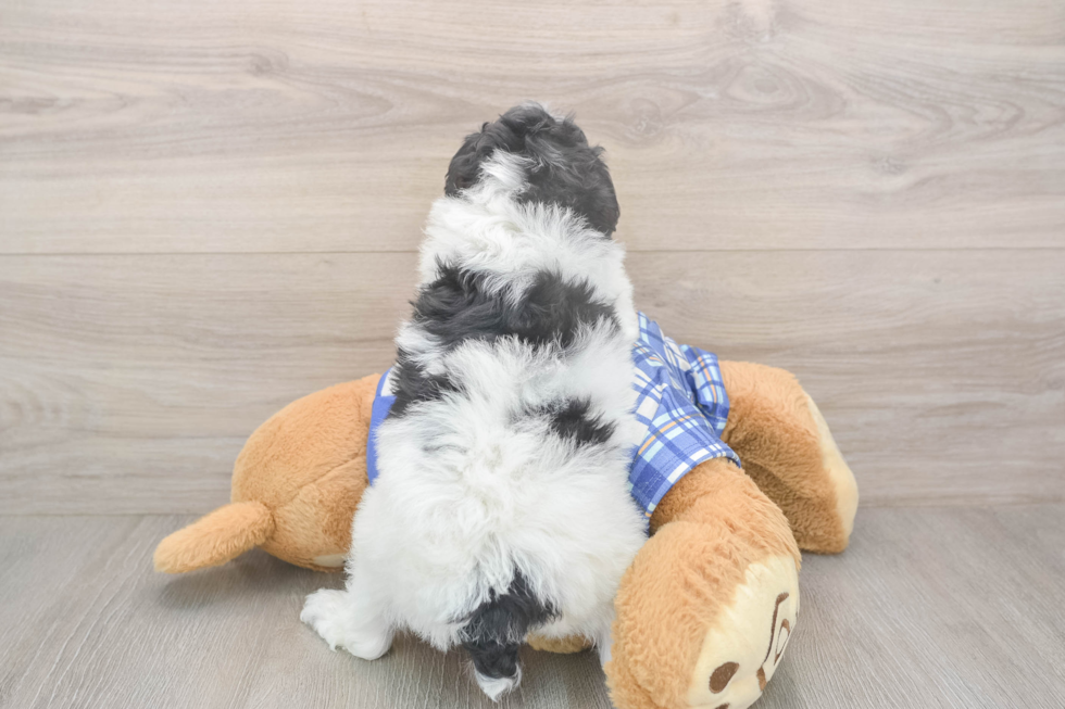 Poodle Pup Being Cute