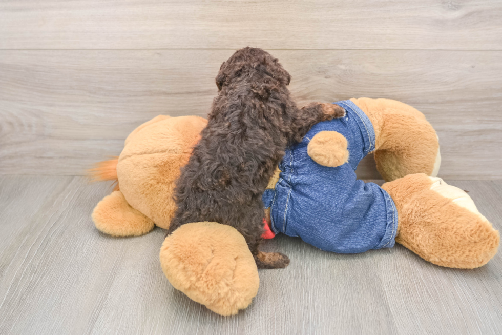 Poodle Puppy for Adoption