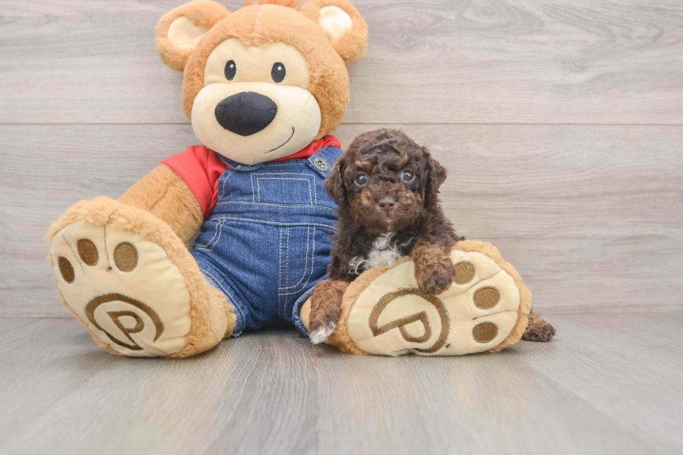 Playful Poodle Baby