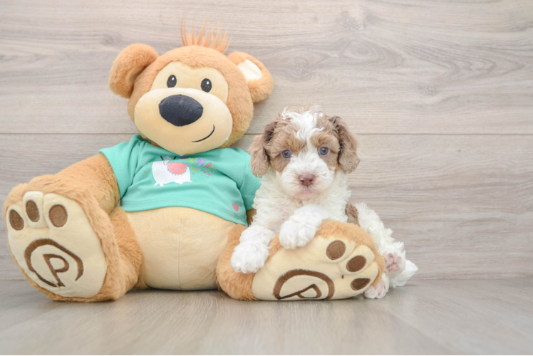 Akc Registered Poodle Baby