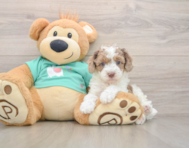 6 week old Poodle Puppy For Sale - Windy City Pups