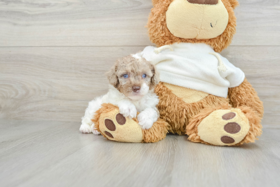 Poodle Puppy for Adoption