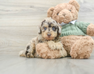 8 week old Poodle Puppy For Sale - Windy City Pups